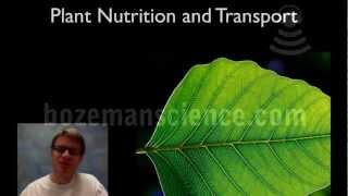 Plant Nutrition and Transport [upl. by Pruchno]