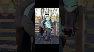 Lemieux colours that look great on dark bays horses trendingshorts cute pony viral [upl. by Aw]