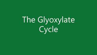 24 The glyoxylate cycle [upl. by Talanta253]