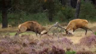 Burlende en vechtende edelherten Hoge Veluwe 2016 [upl. by Gut927]