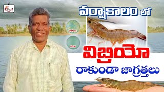 Vibrio disease management in monsoon season  shrimp farming [upl. by Atoiganap]