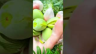 Picking torreya  fruit pickingfruit pick villagelife satisfyingruralchina farmingrurallife [upl. by Wobniar881]