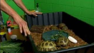 All About Reptiles Russian Tortioses  How to Care for Russian Tortoises [upl. by Mcdougall]