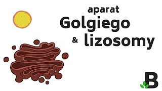 Aparat Golgiego i Lizosomy – Budowa Komórki  KOREPETYCJE z BIOLOGII – 349 [upl. by Amandy]