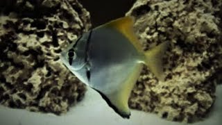 Mono Angelfish Monodactylus Argenteus Care amp Tank Set up Guide [upl. by Oppen368]