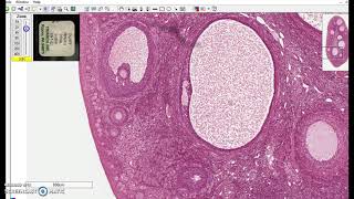 Stratified cuboidal epithelium [upl. by Lonna471]