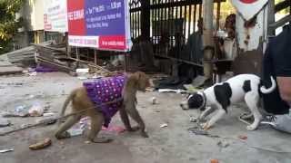 Monkey vs Dog Friendly Fight [upl. by Heisser]