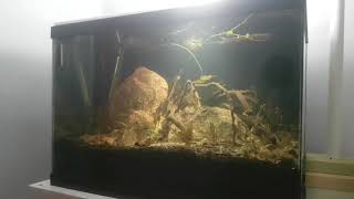 Leaf Litter  20 Gallon Kuhli Loach Biotope  07042018 [upl. by Nnyw]