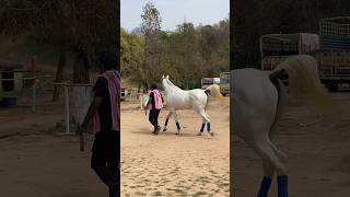 Horse Show Chandigarh mein aaya Pure White Horse ❤️ Camarillo White Horse [upl. by Aratak155]