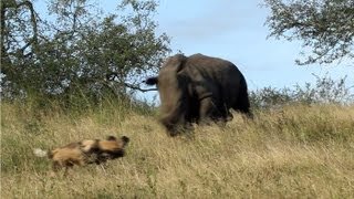 Rhino vs Wild Dogs A Tense Encounter [upl. by Aiciruam]