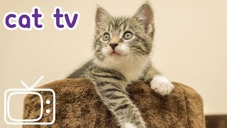 Cat TV Bird Extravaganza Videos for Cats to Watch NEW [upl. by Melamed]