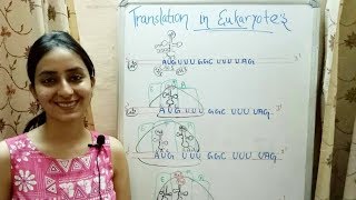 Translation in Eukaryotes  Lecture 12 [upl. by Wieche612]