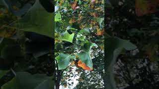 Tulip Tree  leaves  September 2021 [upl. by Hafirahs]