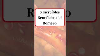 5 increíbles Beneficios del Té de Romero [upl. by Lenard]