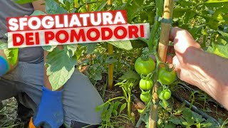 ELIMINARE i primi 50 cm dei POMODORI [upl. by Naitsihc912]