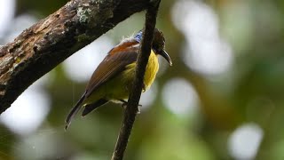 chirping of the beautiful yellow  OliveBacked Sunbirds  Kolibri Sriganti wildlife [upl. by Naut892]