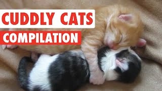 Cuddly Cats Video Compilation 2016 [upl. by Erdied665]