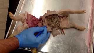 Fetal Pig Digestive [upl. by Busby]