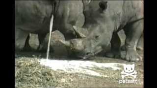 Most disgusting animal video ever  Rhino drinks pee [upl. by Anyehs]