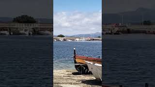 Un arroaz se deja ver nadando en la dársena de Santo Tomé en Cambados [upl. by Nauwtna276]