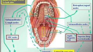 Clinical Examination of the Lymph Nodes of Head and Neck [upl. by Aynam]