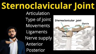 Sternoclavicular Joint  Type  Ligaments  Articulation  Nerve supply  Movement  Anterior  Post [upl. by Pool]