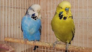 Morning Birds Relaxing Music  Soothing Bird Sounds For Yoga  Budgies Bird Chirping [upl. by Jonell]