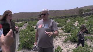 Assyrtiko vineyard with Yiannis [upl. by Ahseinar291]