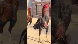 Quality aseel aseel rooster chicken [upl. by Leirza]