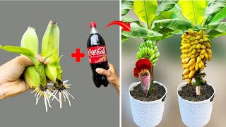 Banana propagation synthesis by methods for beginners 100 successful at home [upl. by Thera]