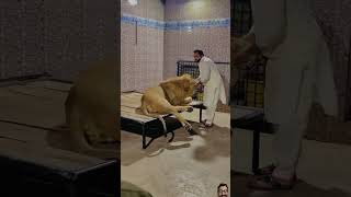 Lione king youtube tamed africanlion miansaqib youtubeshorts duet cuteanimal automobile [upl. by Adnanref]