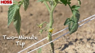 The EASIEST WAY to TRELLIS TOMATOES [upl. by Bianka]