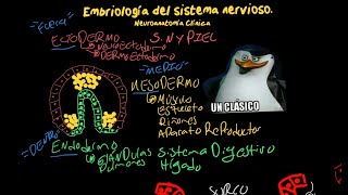 EMBRIOLOGÍA del SISTEMA NERVIOSO Fácil  Neurulación Vesículas encefálicas y más [upl. by Publias]