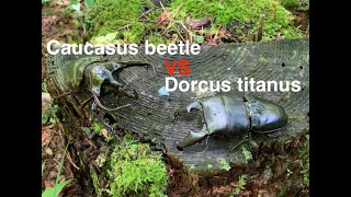 Caucasus beetle VS Dorcus titanus [upl. by Anerres445]