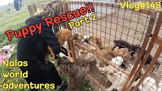 Rescue mission 🐶🐶🐶 Pt 2 Vlog 148 [upl. by Wettam]