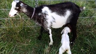 Indias biggest Goat farm saanen milk production automatic [upl. by Scarlet]