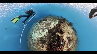 SNUBA COZUMEL 2024 insta360 sand dollar [upl. by Rhona]