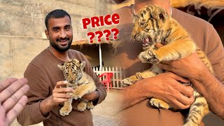 Hum Ny Tiger Kitne ka Liya Price Revealed 😨 [upl. by Aikkin333]