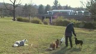 CU McDevitt Dogs Demo in a field [upl. by Gertie894]