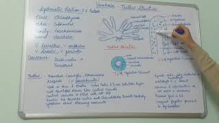 Vaucheria Thallus Structure BSc Part I Dr Vinod Kumari [upl. by Alwitt]