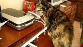 Our cat Molly and the evil printer [upl. by Stoops619]