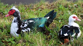 গ্রামের এক পরিচিত বড়িতে চায়না হাস পালন। Rearing China ducks in a familiar house in the village [upl. by Aruasor]