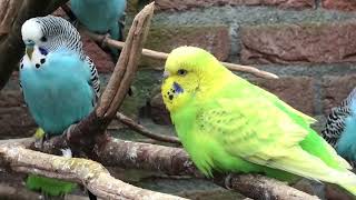 Aviarybirds – Budgerigars – Wellensittiche – Parakeet sounds – Parkieten geluiden – Lovebirds sounds [upl. by Yatnahs]