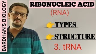 RNA types structure amp function 3tRNA Transfer RNA [upl. by Mcdade]