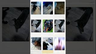 Photos ❤️ daschund puppy funny fyp viralvideo dogs photo love memories [upl. by Niple]