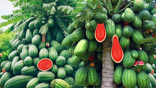 Wow The Best Papaya fruit Grow Watermelons From Seed to Harvest in Your Backyard [upl. by Cosenza]