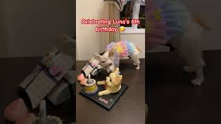 Celebrating Luna’s 6th Birthday 🥳🎉🎂shorts morkie dog [upl. by Paige971]