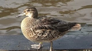 Baikal Teal [upl. by Cirilo]