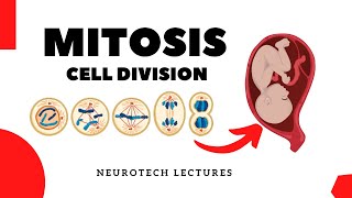 Mitosis Cell Division Neurotech Lectures [upl. by Bink]