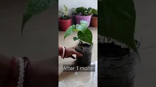 How to grow giloy plant in soil after 1 months youtubeshorts shorts ☘️☘️ [upl. by Aynnat722]